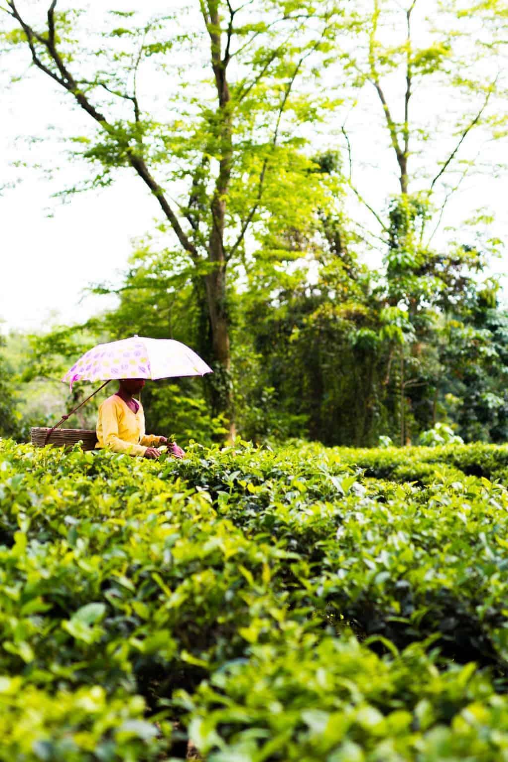 7 Days in Assam Assam, the largest producer of tea in the world is a beautiful north eastern state in India, lush with tea gardens, culture and history. Visit this far away state to go tea picking, taste the best black teas and eat delicacies like pork, bamboo shoot curry, banana flour and hard to find herbs.
