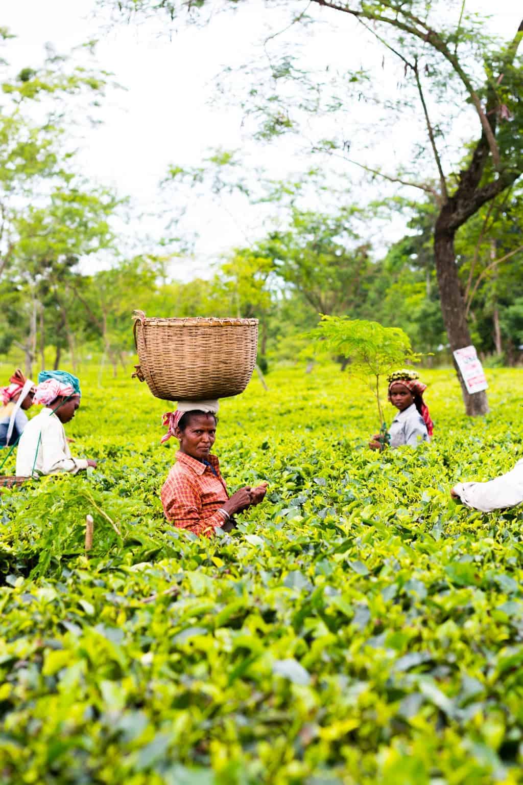 7 Days in Assam Assam, the largest producer of tea in the world is a beautiful north eastern state in India, lush with tea gardens, culture and history. Visit this far away state to go tea picking, taste the best black teas and eat delicacies like pork, bamboo shoot curry, banana flour and hard to find herbs.