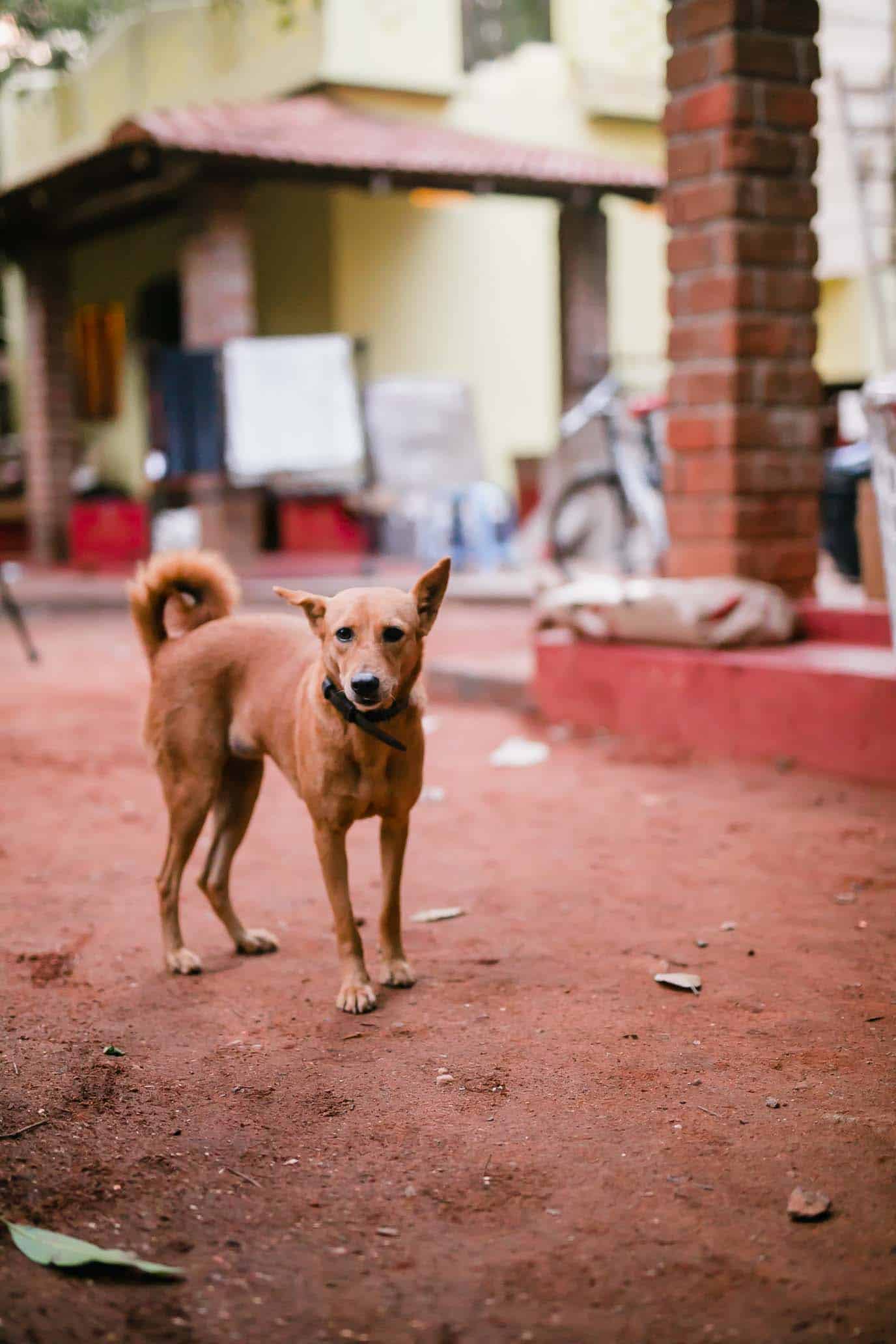 The dogs who've adopted us