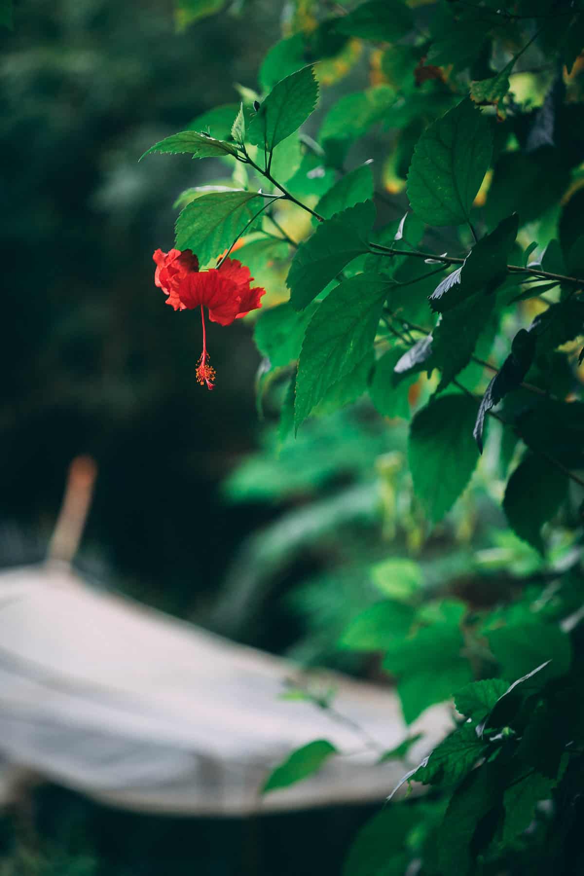 Hibiscus Tea from the garden