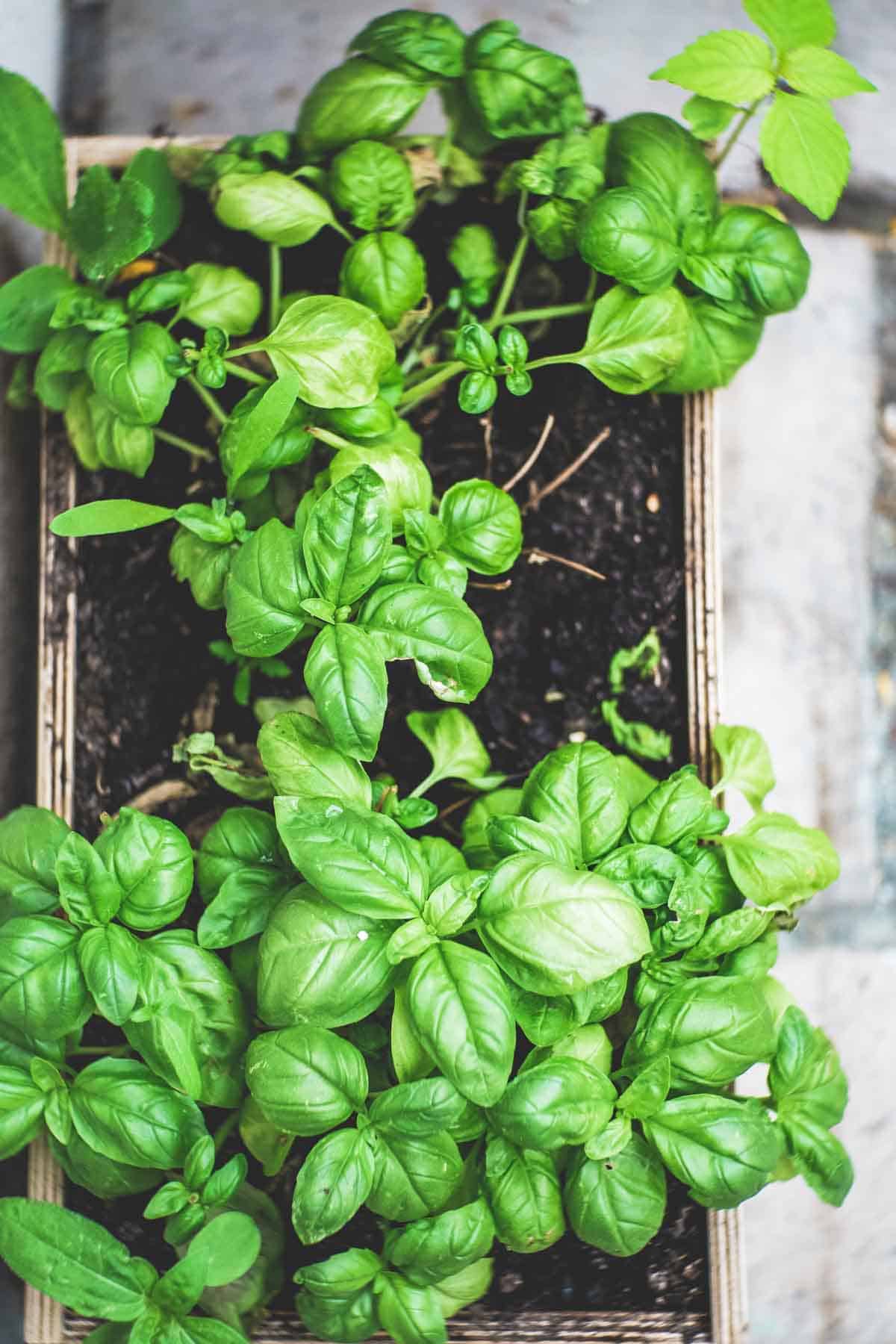 shot of fresh herb basil growing in a pot